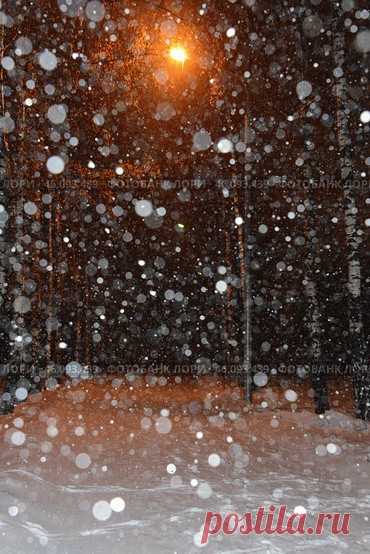 Trees on snow covered field during winter night, snowfall in a park Стоковое фото, фотограф Ilaronsia / Фотобанк Лори