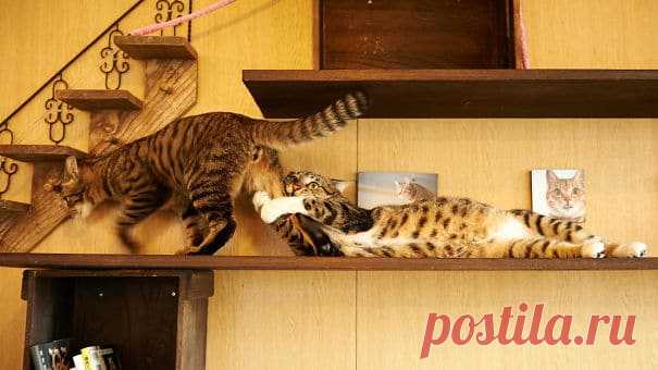 Смешные коты, заслуживающие Оскар за лучшую драматическую роль! | Ололо - смешные картинки и веселые истории