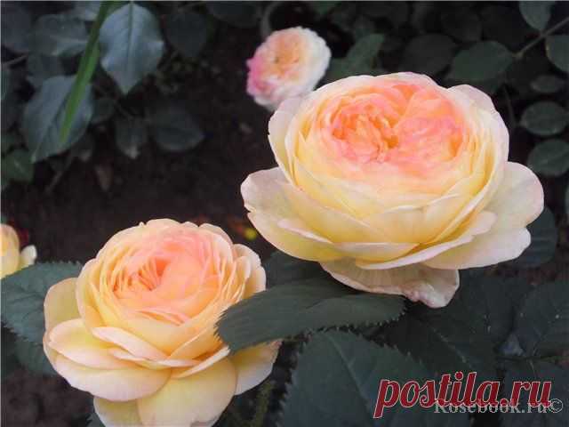 Rosomane Janon (MASjanon) :: Энциклопедия роз