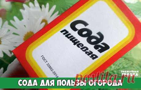 Сода для пользы огорода
Сода – один из помощников дачника, которую можно без проблем приобрести в любом продуктовом магазине. Сфера применения ее столь широка, что без сомнений, этот продукт необходимо обязательно включить в список товаров первой необходимости в начале дачного сезона, и даже раньше! Дело в том, что без обычной пищевой соды вообще сложно представить себе современный огород, поскольку она может помочь практически в любой ситуации.
Так, например, если вы выр...
