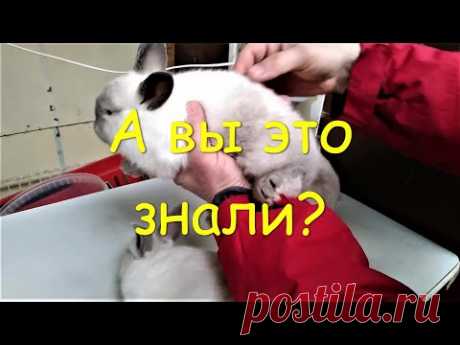 47 Фактов о кролиководстве Исключительные особенности у кроликов