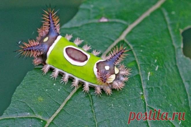 Гусеница с седлом