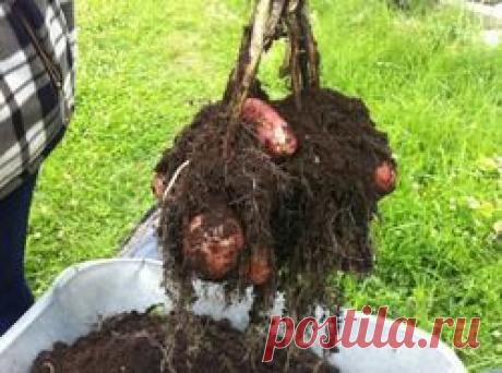 Выращивание картофеля в мешках: Группа Практикум садовода и огородника