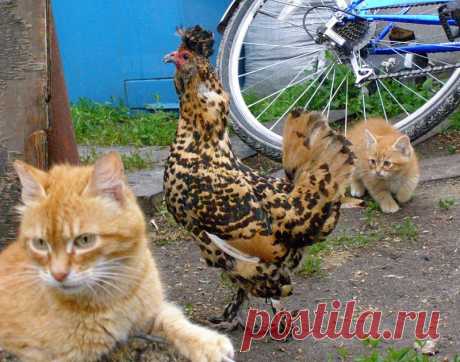 «Деревенская жизнь» ЛЮДВИГА IV»