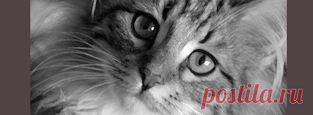 Барсик... | Все о наших питомцах.  Очень трогательная история.