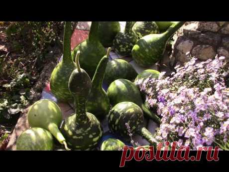 ТЫКВОЧКИ ГОРЛЯНКИ ПОРАДОВАЛИ УРОЖАЕМ! Лагенария.