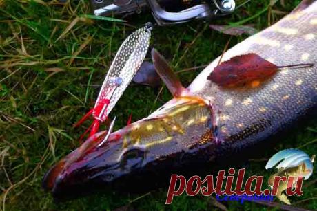 Топ 10 колебалок на щуку Ловля щуки сегодня осуществляется на огромное количество самых всевозможных приманок и наживок, но все-таки наиболее часто рыболовами используются блесны колеблющегося характера. Потому мы и озадач…