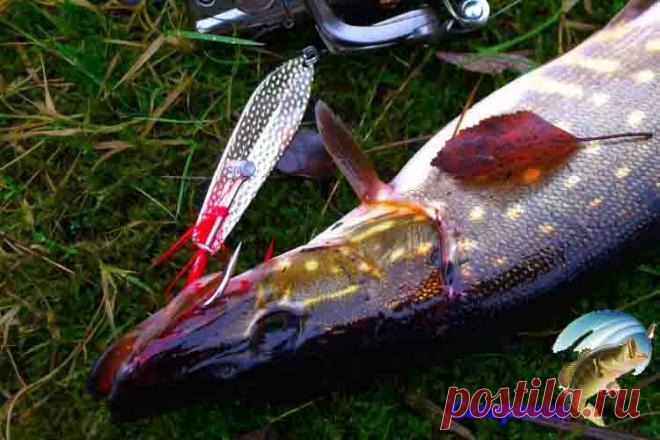 Топ 10 колебалок на щуку Ловля щуки сегодня осуществляется на огромное количество самых всевозможных приманок и наживок, но все-таки наиболее часто рыболовами используются блесны колеблющегося характера. Потому мы и озадач…