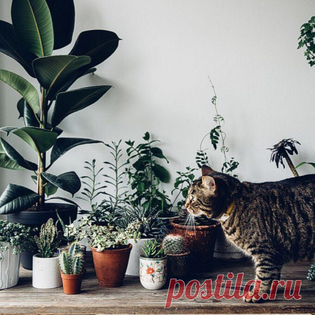 Kvitkolav в Instagram: «Коты 🐈 мудры от природы, но иногда любопытство берет верх. Важно знать 5 распространённых комнатных растений, которые очень опасны для…» 20 отметок «Нравится», 3 комментариев — Kvitkolav (@kvitkolav) в Instagram: «Коты 🐈 мудры от природы, но иногда любопытство берет верх. Важно знать 5 распространённых комнатных…»