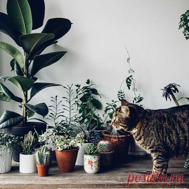 Kvitkolav в Instagram: «Коты 🐈 мудры от природы, но иногда любопытство берет верх. Важно знать 5 распространённых комнатных растений, которые очень опасны для…» 20 отметок «Нравится», 3 комментариев — Kvitkolav (@kvitkolav) в Instagram: «Коты 🐈 мудры от природы, но иногда любопытство берет верх. Важно знать 5 распространённых комнатных…»