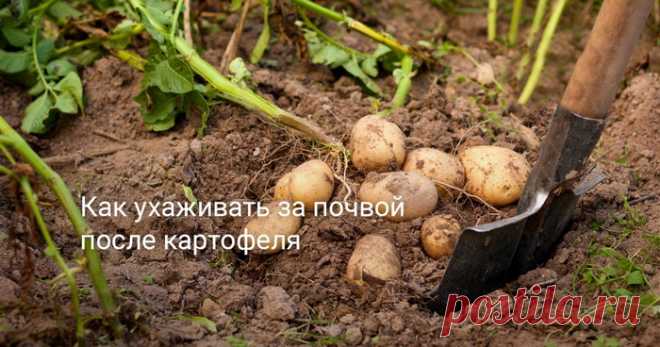 Выкопали картошку, что дальше делать с землёй?
