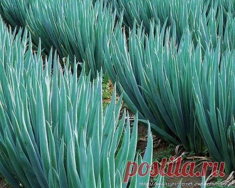 (70) Одноклассники