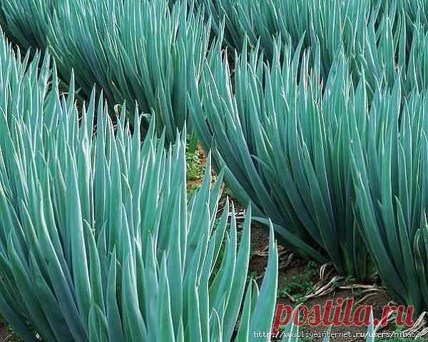 (70) Одноклассники