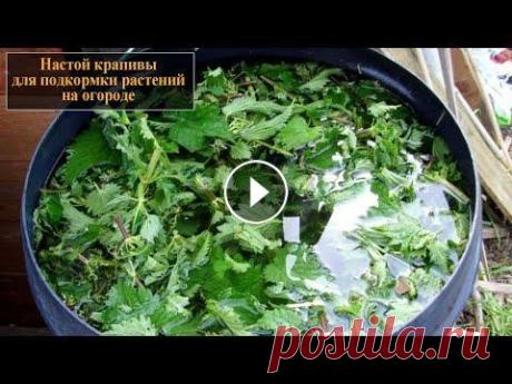 Настой крапивы для подкормки растений Настой крапивы для подкормки растений Зеленые удобрения с удовольствием применяют на своих участках огородники — любители выращивания овощей на органи...