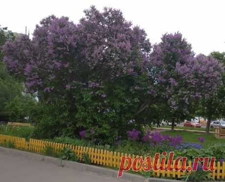 На одной из улиц города Орла... ⛅ Сиреневое настроение... 🌸