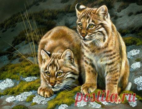 Bobcat Curiosity - Национальная выставка Общества акварелистов Джорджии 2018 | Картины дикой природы и природы Ребекки Лэтэм
