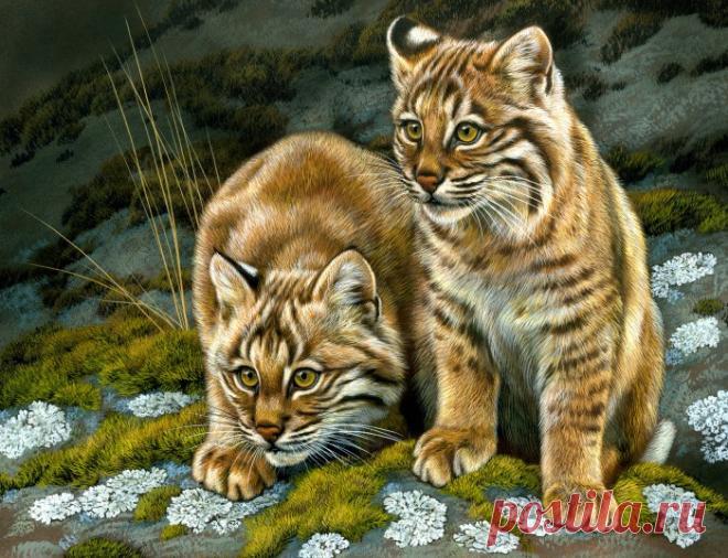 Bobcat Curiosity - Национальная выставка Общества акварелистов Джорджии 2018 | Картины дикой природы и природы Ребекки Лэтэм