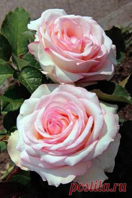 Очень красивые фото и картинки 🍒 beautiful photo – Google+