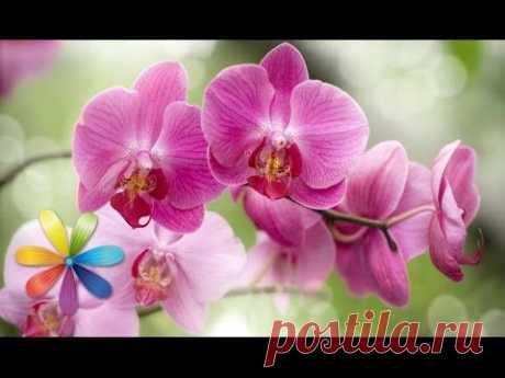 Секреты ухода за орхидеями - Все буде добре - Выпуск 148 - 14.03.2013 - Все будет хорошо - YouTube