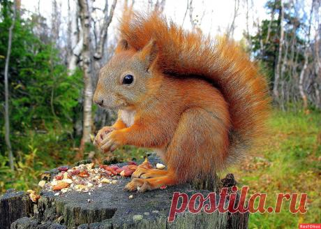 Фото: С Ореховым Спасом!. Фотолюбитель Тата52 с ЯФ. Природа. Фотосайт Расфокус.ру