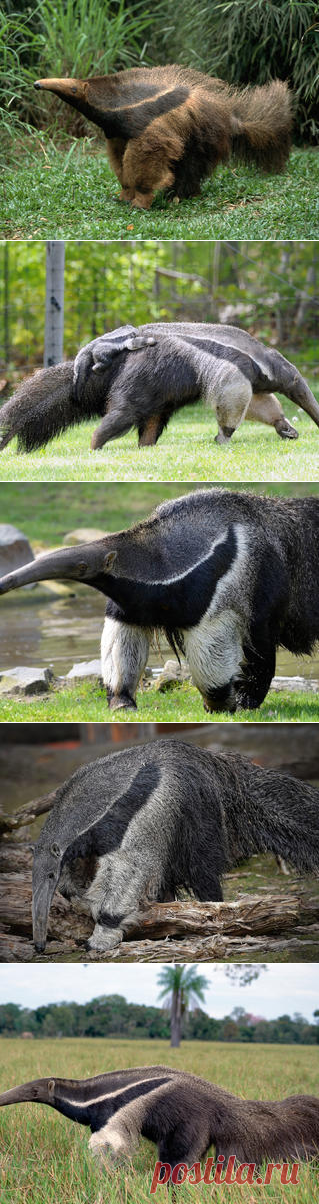 Смотреть изображения муравьедов | Зооляндия