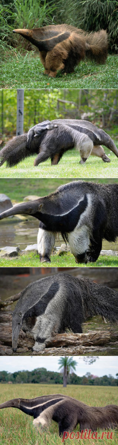 Смотреть изображения муравьедов | Зооляндия