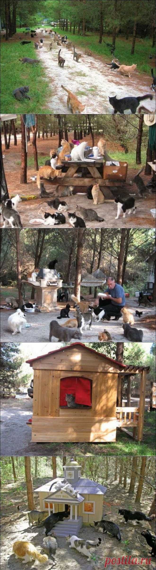 ������� �����
КОШАЧИЙ ПРИЮТ