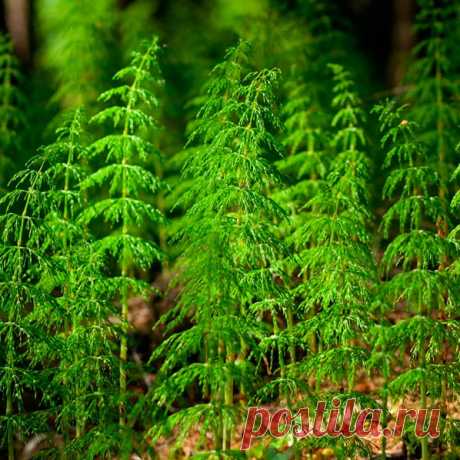 Лекарственное растение Хвощ полевой (Equisetum arvense). Многолетнее растение; весной появляются желто-коричневые неразветвленные членистые побеги, несущие на верхушке спороносный колосок; летом вырастают бороздчатые стерильные мутовчато разветвленные зеленые побеги, толщиной до 0,5 см и длиной до 50 см; треугольно-ланцетные зубчики влагалищ в 2 раза длиннее влагалищной трубки.
 
Местопроизрастание.
Пашни, где растение считается злостным сорняком, по краям лугов и канав, обочинам дорог.