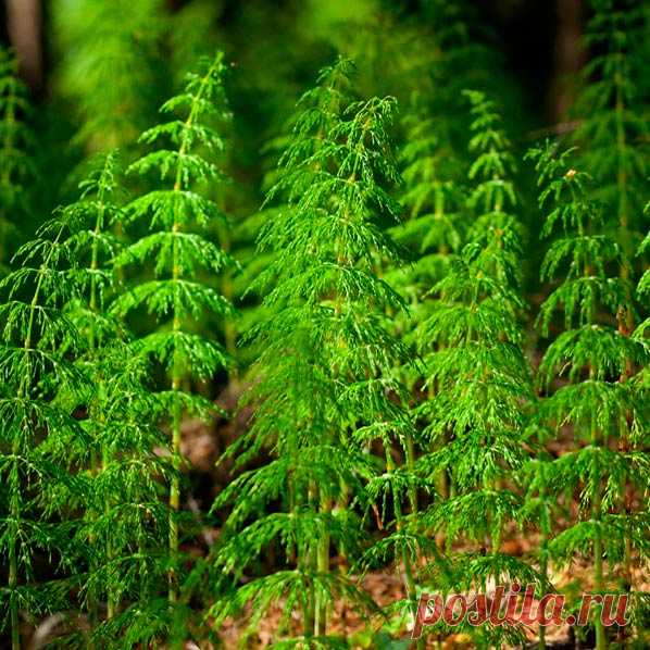 Лекарственное растение Хвощ полевой (Equisetum arvense). Многолетнее растение; весной появляются желто-коричневые неразветвленные членистые побеги, несущие на верхушке спороносный колосок; летом вырастают бороздчатые стерильные мутовчато разветвленные зеленые побеги, толщиной до 0,5 см и длиной до 50 см; треугольно-ланцетные зубчики влагалищ в 2 раза длиннее влагалищной трубки.
 
Местопроизрастание.
Пашни, где растение считается злостным сорняком, по краям лугов и канав, обочинам дорог.