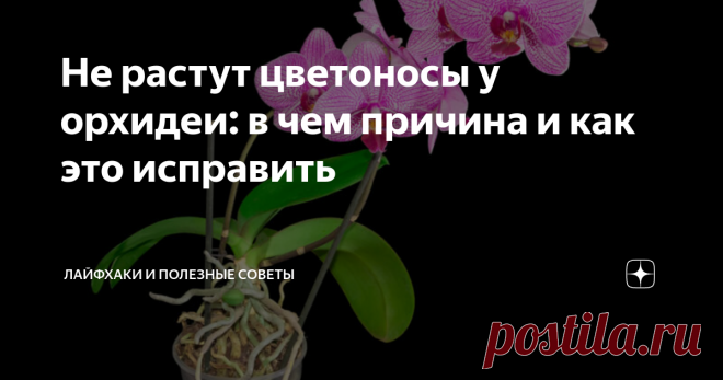 Не растут цветоносы у орхидеи: в чем причина и как это исправить Рассказываем про самые распространенные причины отсутствия бутонов у орхидеи. Способы решения проблемы.