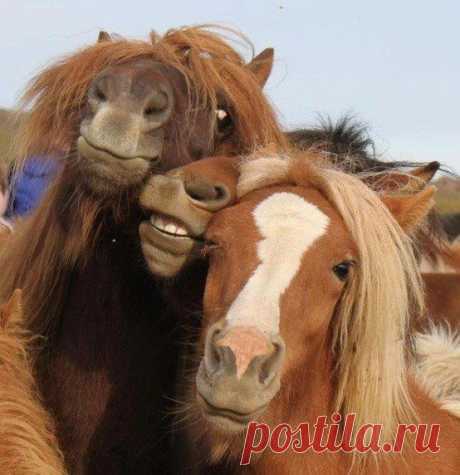 Очарование лошади
