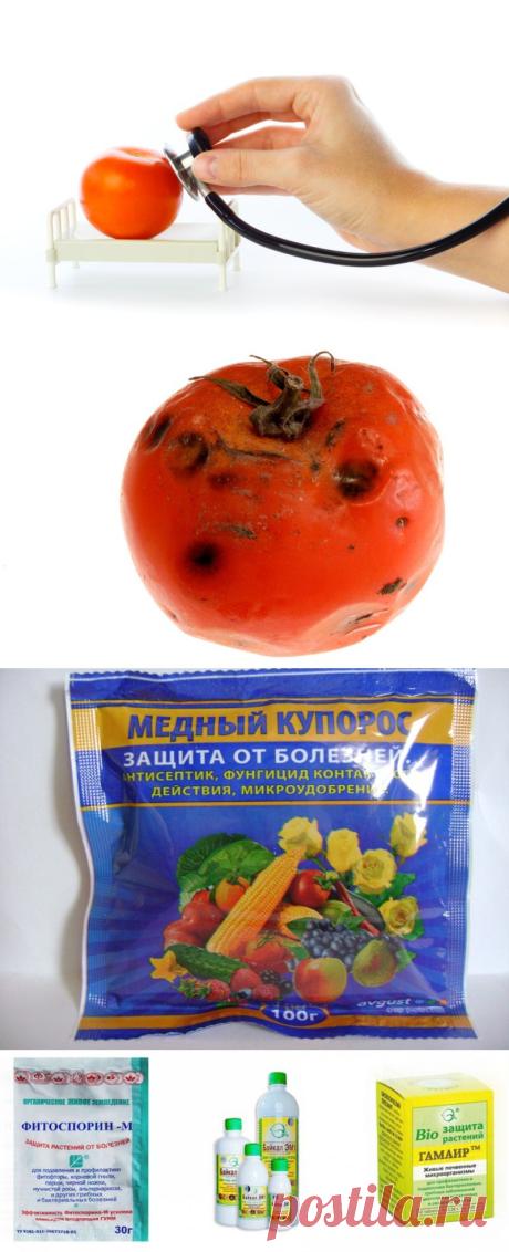 Профилактика фитофторы на помидорах народными средствами.