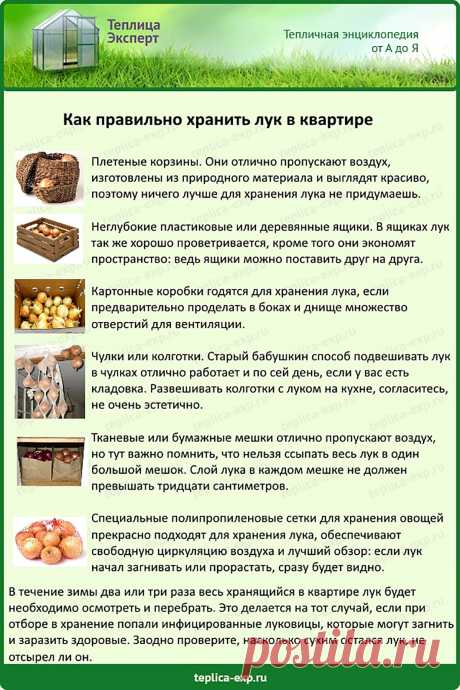 Как правильно хранить лук в квартире