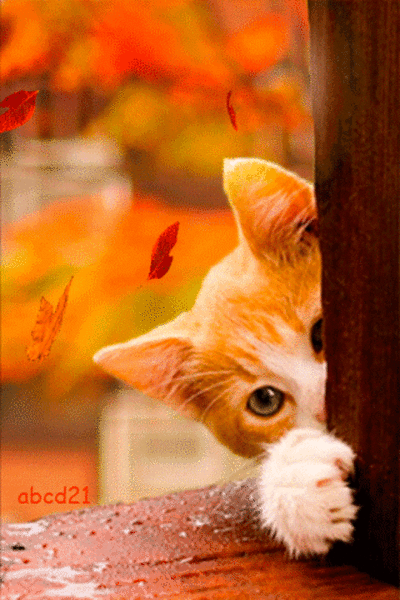Мой Мир@Mail.Ru