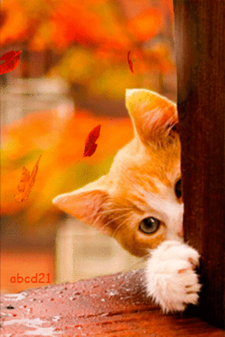 Мой Мир@Mail.Ru