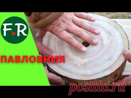 Огромная плантация павловнии на Иссык-Куле. Бизнес на лесе. Спилили, а он вырос. Где тут подвох?