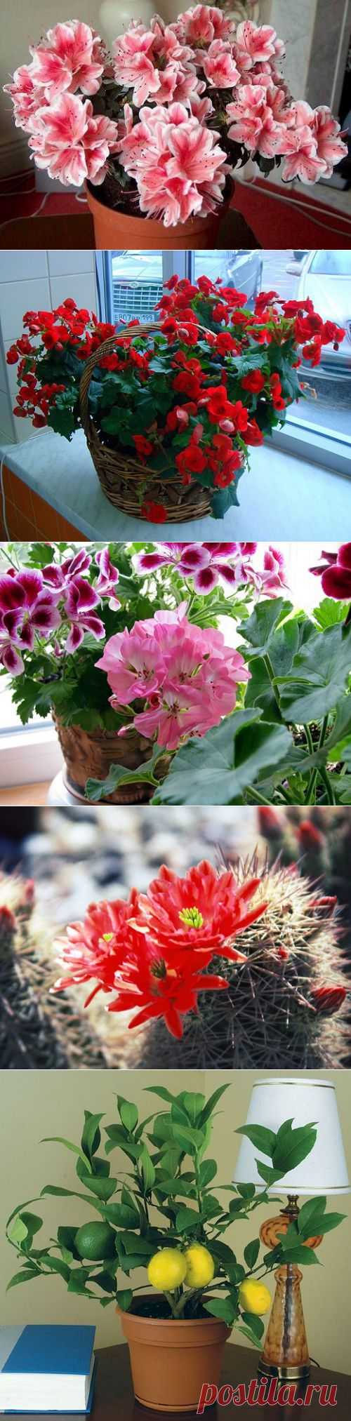 Комнатные растения: красота и практичность