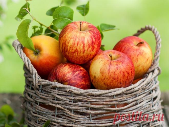 О яблонях в вопросах и ответах 
Почему яблоня долго не плодоносит? Если деревья долго не плодоносят − надо обратиться к тому, кто продал вам эти саженцы. Возможно, они привиты на сильнорослый подвой, а такие деревья могут зацвести …