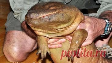 Самые большие существа на планете. Животные Гиганты. | Скай Топ | Дзен