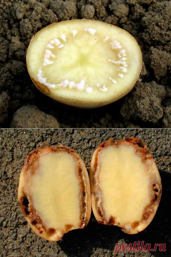 Бурая бактериальная гниль картофеля — АгроФлора.ru