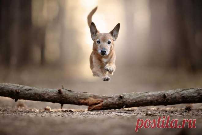 18 потрясающих собак в полете от итальянского фотографа Клаудио Пикколи