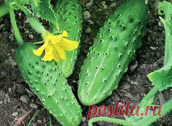 Белорусский способ выращивания огурцов в открытом грунте Недавно ко мне приезжала тетя из Белоруссии. Когда мы разговорились про посадку огурцов, она мне открыла несколько секретов, которые она обычно применяет, чтобы вырастить обильный урожай огурцов. Поэтому я решила поделиться некоторыми секретами выращивания огурцов по белорусскому способу. Огурцы довольно капризные к условиях выращивания, поскольку они очень сильно реагируют на смешу погодных условий.