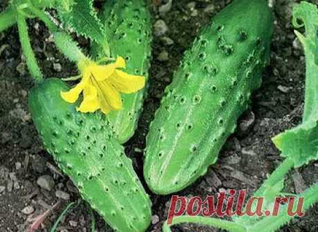 Белорусский способ выращивания огурцов в открытом грунте Недавно ко мне приезжала тетя из Белоруссии. Когда мы разговорились про посадку огурцов, она мне открыла несколько секретов, которые она обычно применяет, чтобы вырастить обильный урожай огурцов. Поэтому я решила поделиться некоторыми секретами выращивания огурцов по белорусскому способу. Огурцы довольно капризные к условиях выращивания, поскольку они очень сильно реагируют на смешу погодных условий.