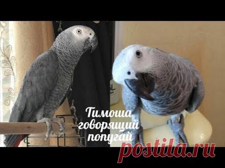 Тимоша говорящий попугай, порода Жако. Подборка видео #2