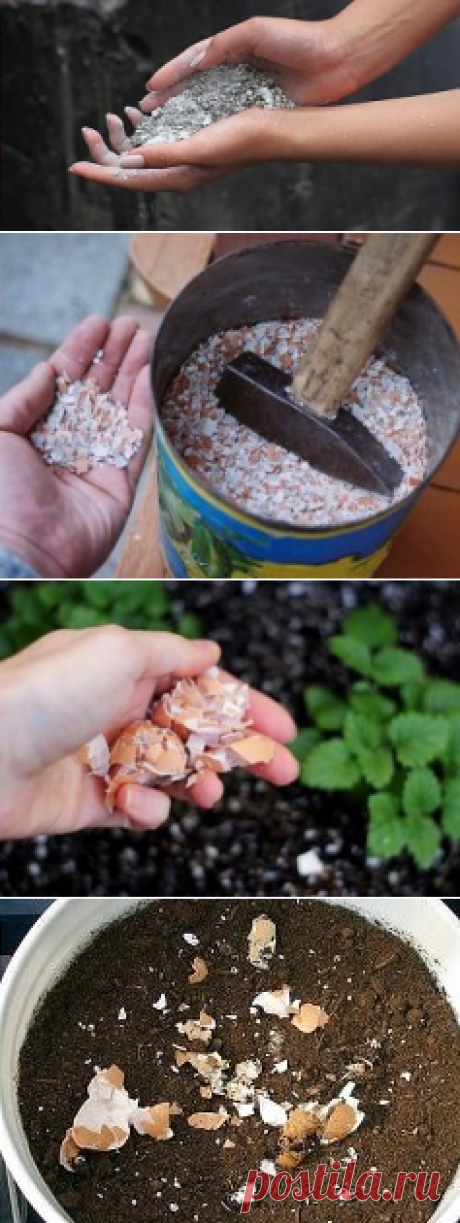 Способы применения яичной скорлупы.