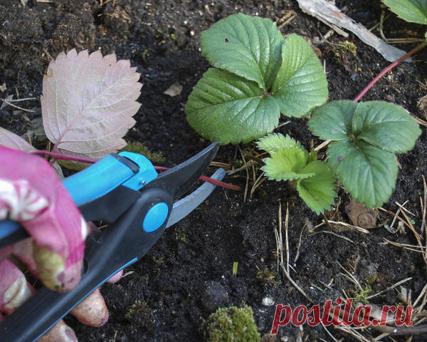 Растим клубнику на мульче по методу Николая Курдюмова | 6 соток