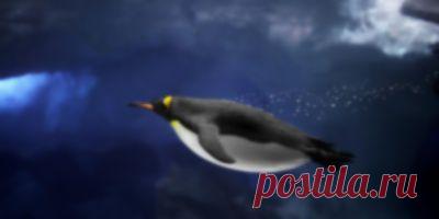 Пингвин-ныряльщик.