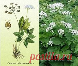 Трава сныть обыкновенная фото, полезные свойства, лечение.