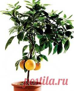 Домашний лимон