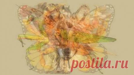 Тест - То животное, которое вы увидите первым, расскажет кое-что занимательное о вашей натуре/Вы видите волка